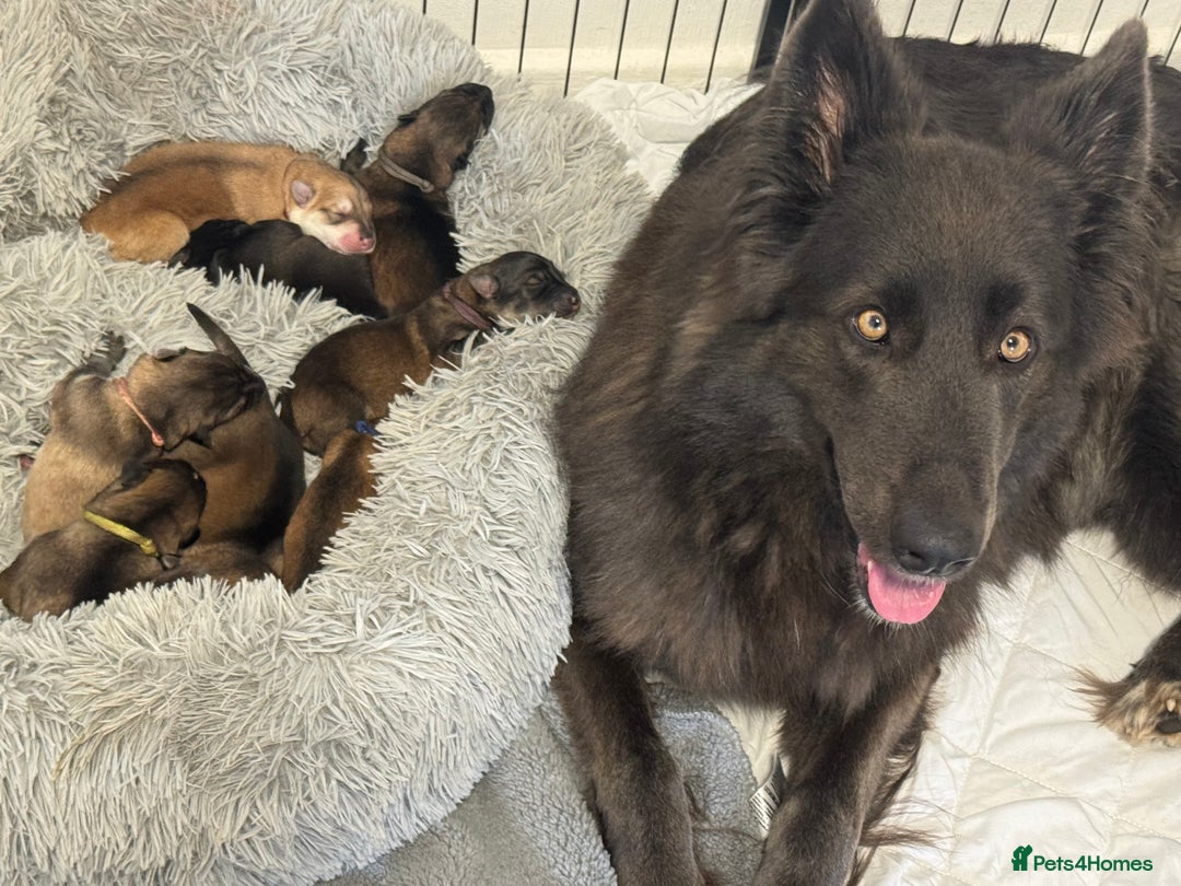 German Shepherd dogs for sale: German Shepherd Puppies  - Image 2