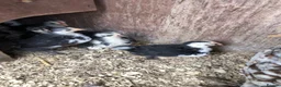 Mixed Breed birds for sale: Pekin chicks - Advert 6
