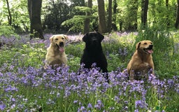 Labrador Retriever dogs for sale: Working Labrador for sale by FTCh Harperri breac  - Image 4