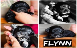 Cockapoo dogs for sale: Cockapoo puppies - Image 7