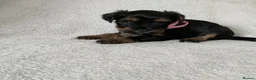 Yorkshire Terrier dogs for sale: Yorkshire terrier puppy in Edinburgh - Advert 2