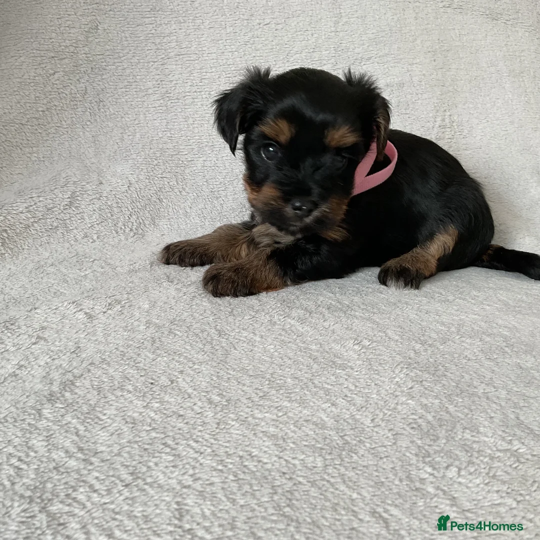 Yorkshire Terrier dogs for sale: Yorkshire terrier puppy in Edinburgh - Advert 2