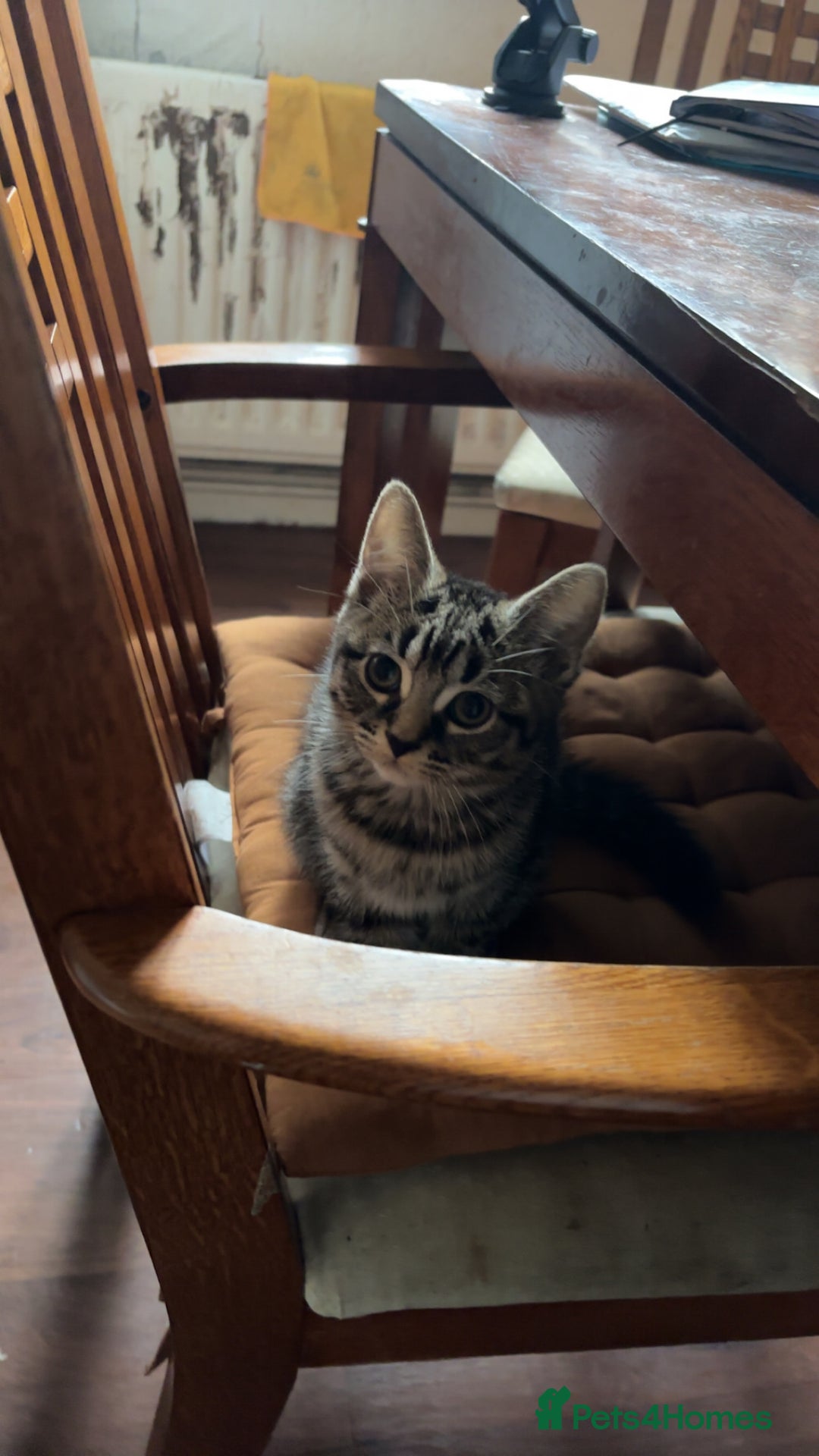 Mixed Breed cats for sale: Tabby female Cat / Persian mix - Image 4
