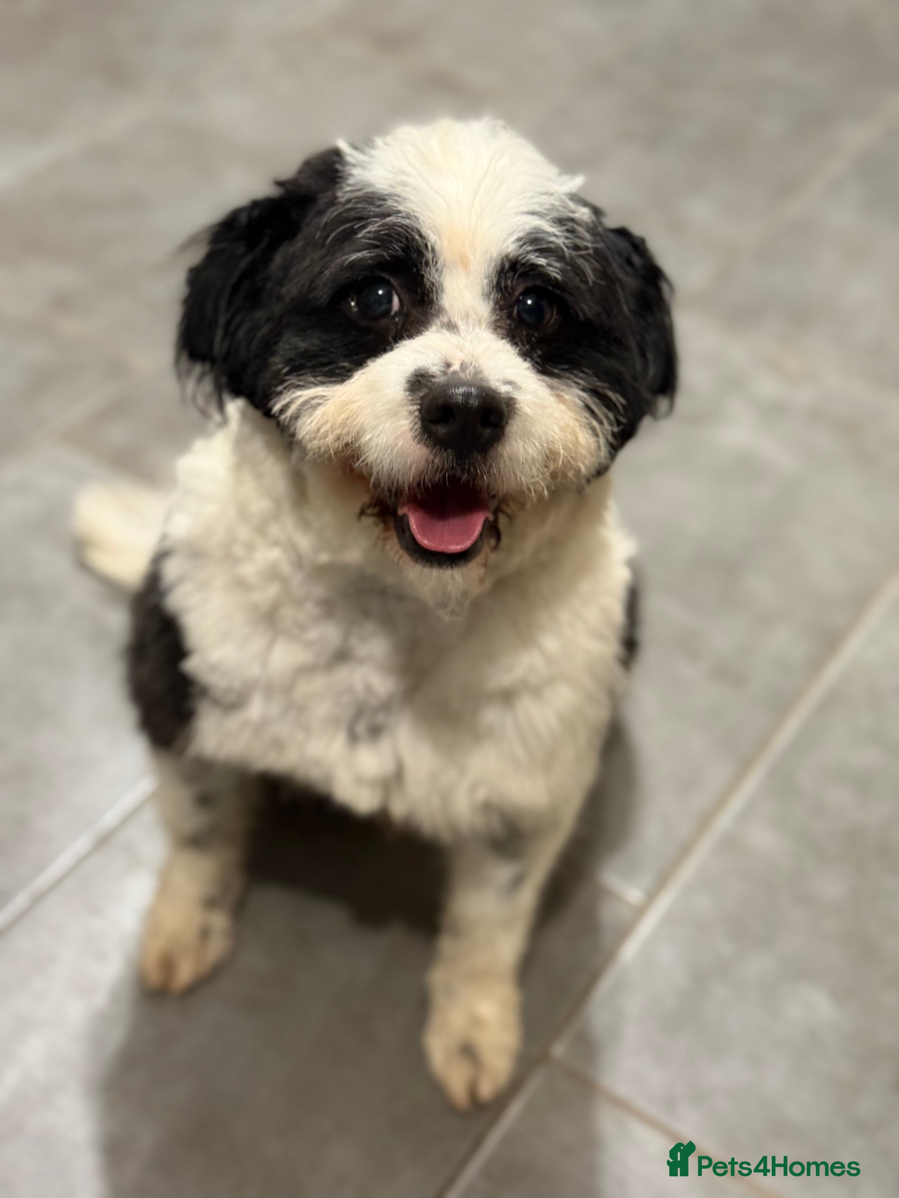 Mixed Breed dogs Cute Teddy looking for True Love  - Advert 3