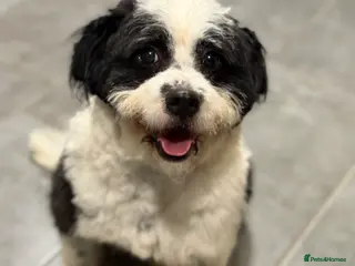 Mixed Breed dogs Cute Teddy looking for True Love - Advert 3