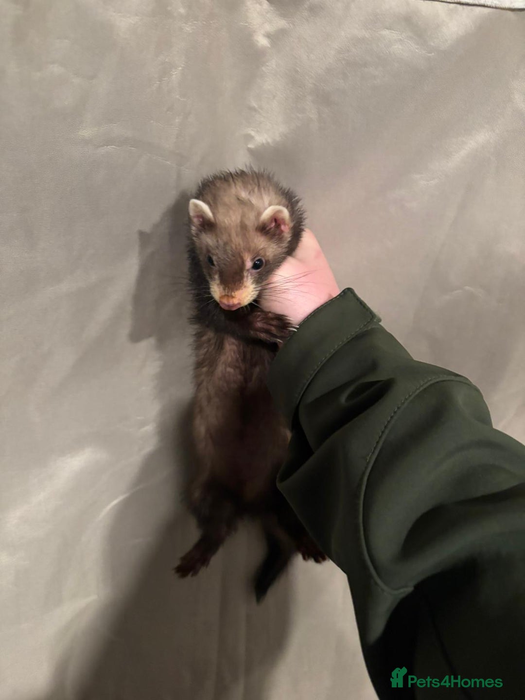 Ferret rodents for sale: Gill and hob  - Advert 2