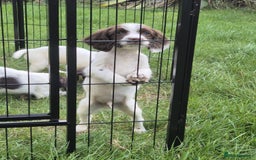 English Springer Spaniel dogs for sale: KC Reg FTCH English Springer Spaniel Puppies  - Image 2