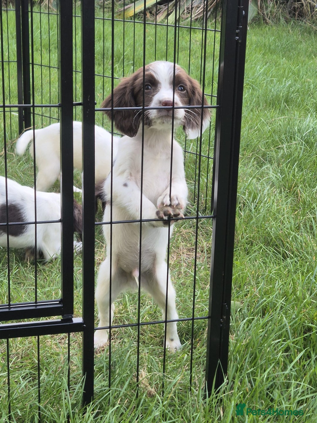English Springer Spaniel dogs for sale: KC Reg FTCH English Springer Spaniel Puppies  - Image 2