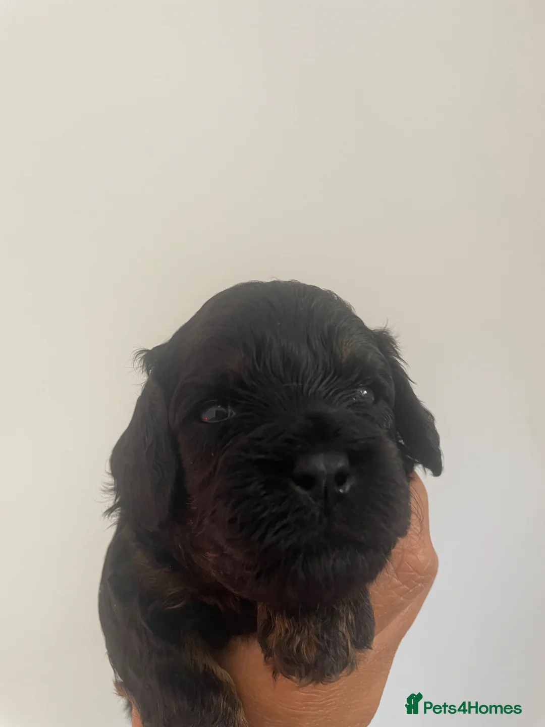 Cavapoo dogs for sale: Cavapoo pups - Advert 19