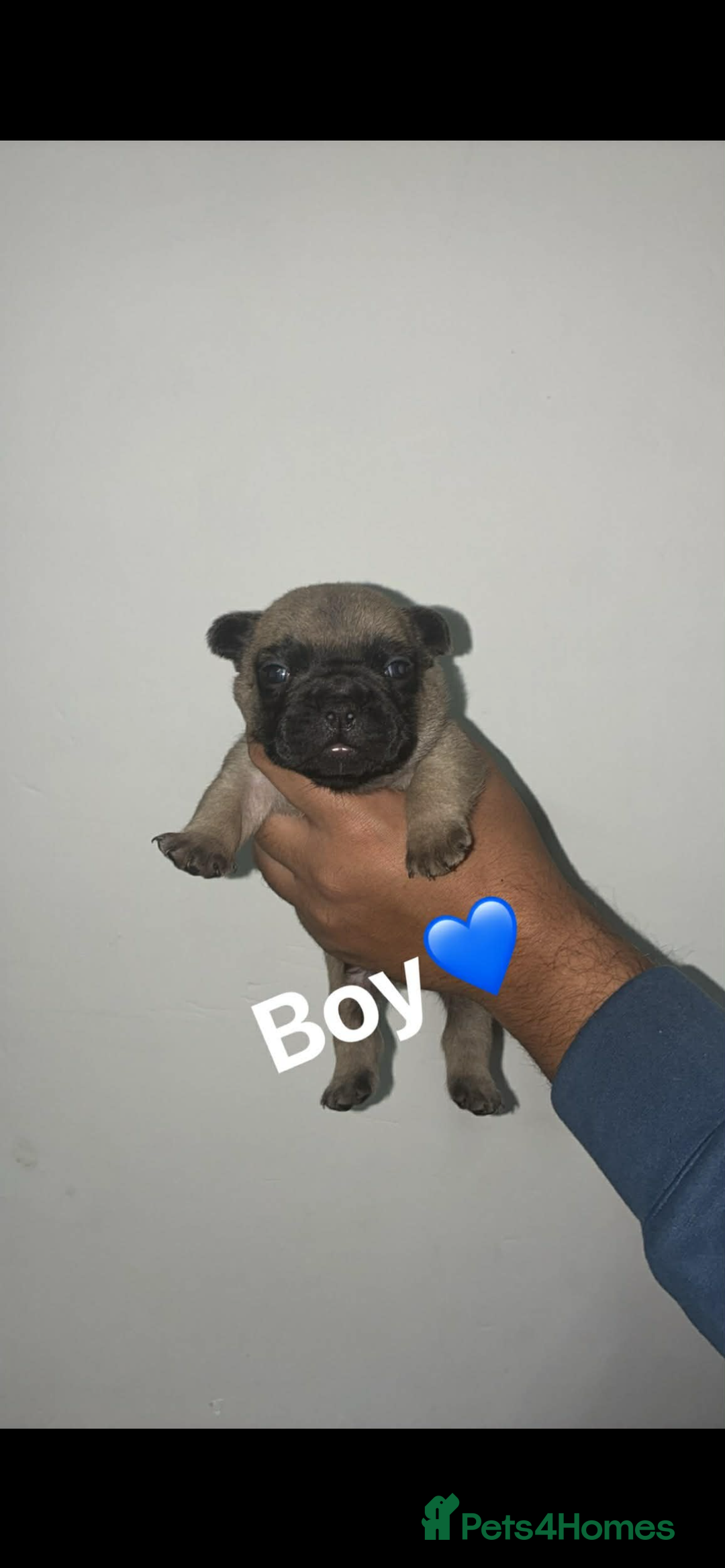 French Bulldog dogs for sale: Beautiful French Bulldogs - Advert 7