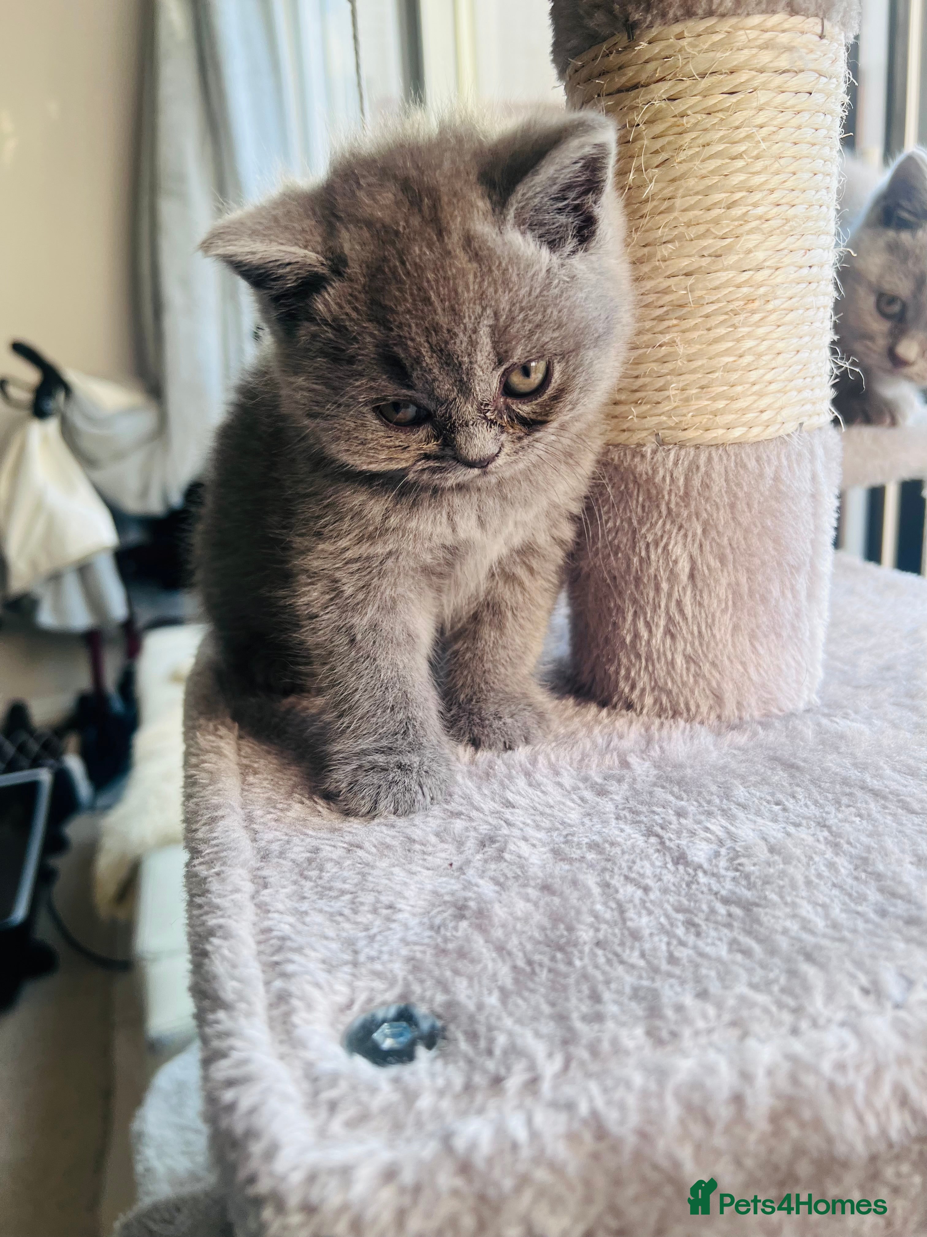 British Shorthair cats British short hair  - Advert 11