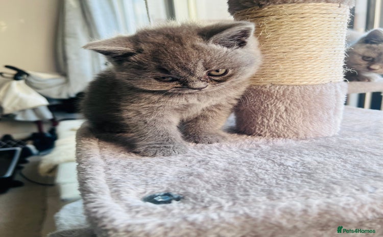 British Shorthair cats - Advert 9