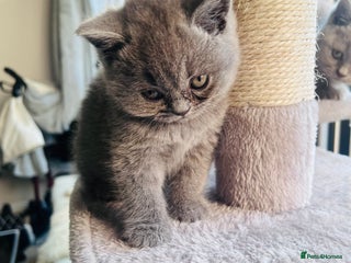 British Shorthair cats - Advert 7