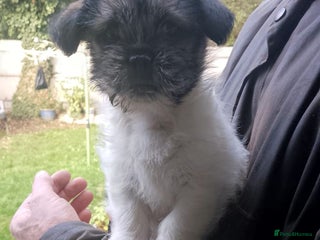 Mixed Breed dogs Lovely little shitzu cross puppies - Advert 17