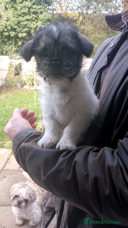 Mixed Breed dogs Lovely little shitzu cross puppies - Advert 4