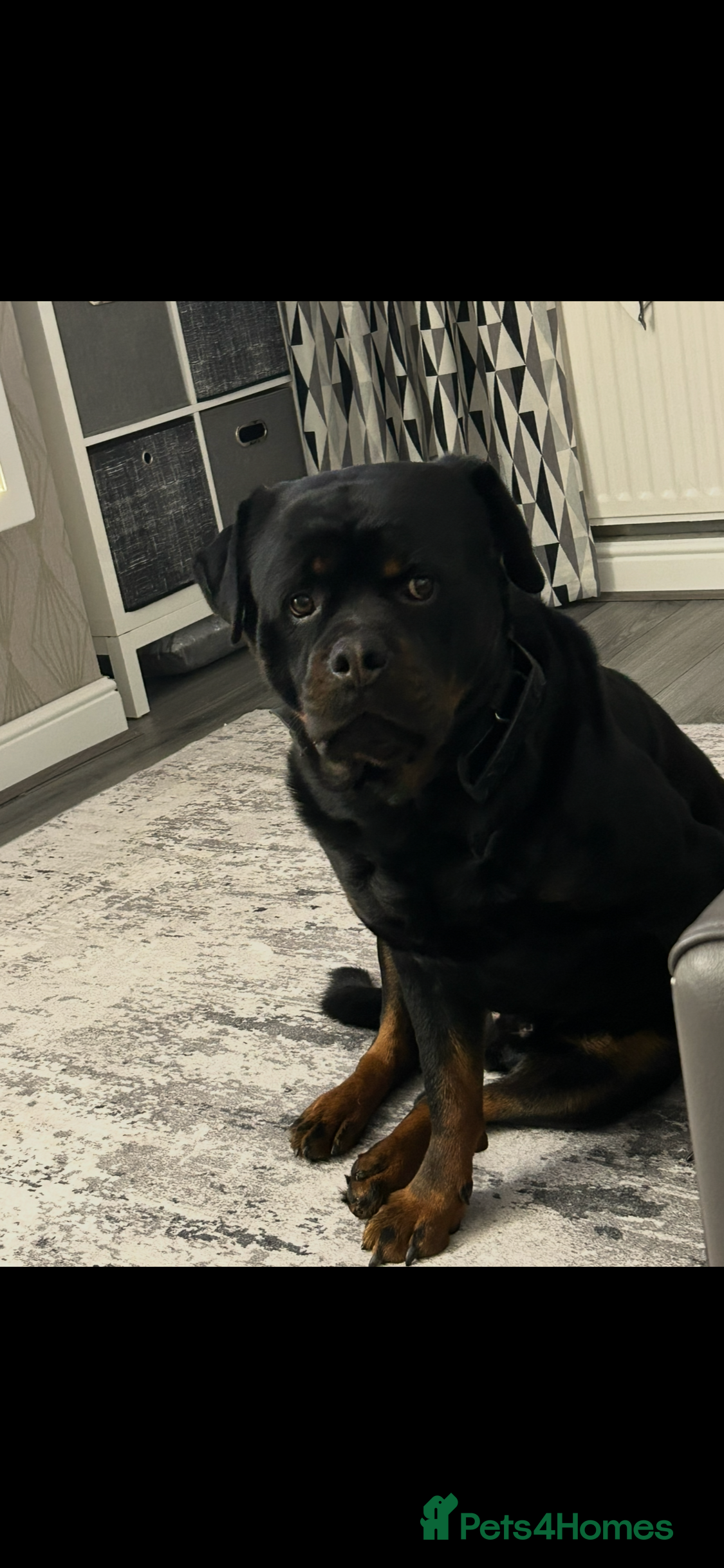 Rottweiler dogs Make rottweiler - Advert 1