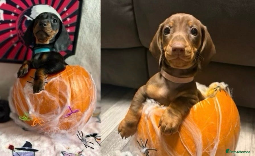 Dachshund dogs for sale: Stunning standard dachshund puppies  - Advert 12