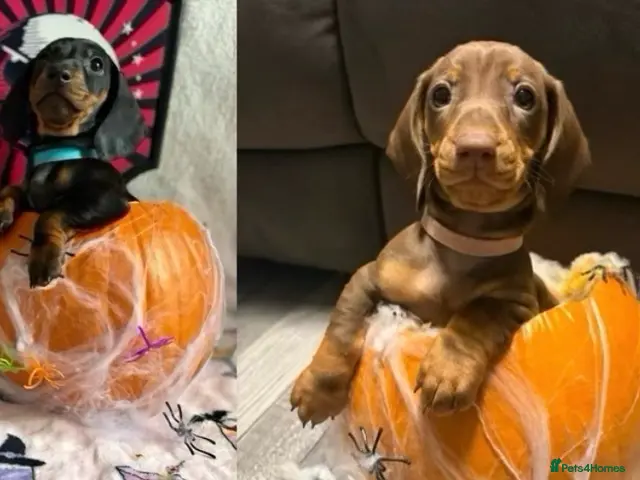 Dachshund dogs for sale: Stunning standard dachshund puppies - Advert 12