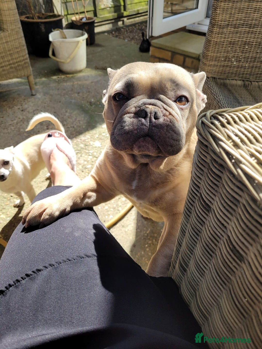 French Bulldog dogs for sale: New home needed in Newmarket - Image 3