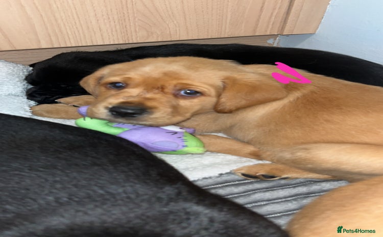 Labrador Retriever dogs - Advert 13