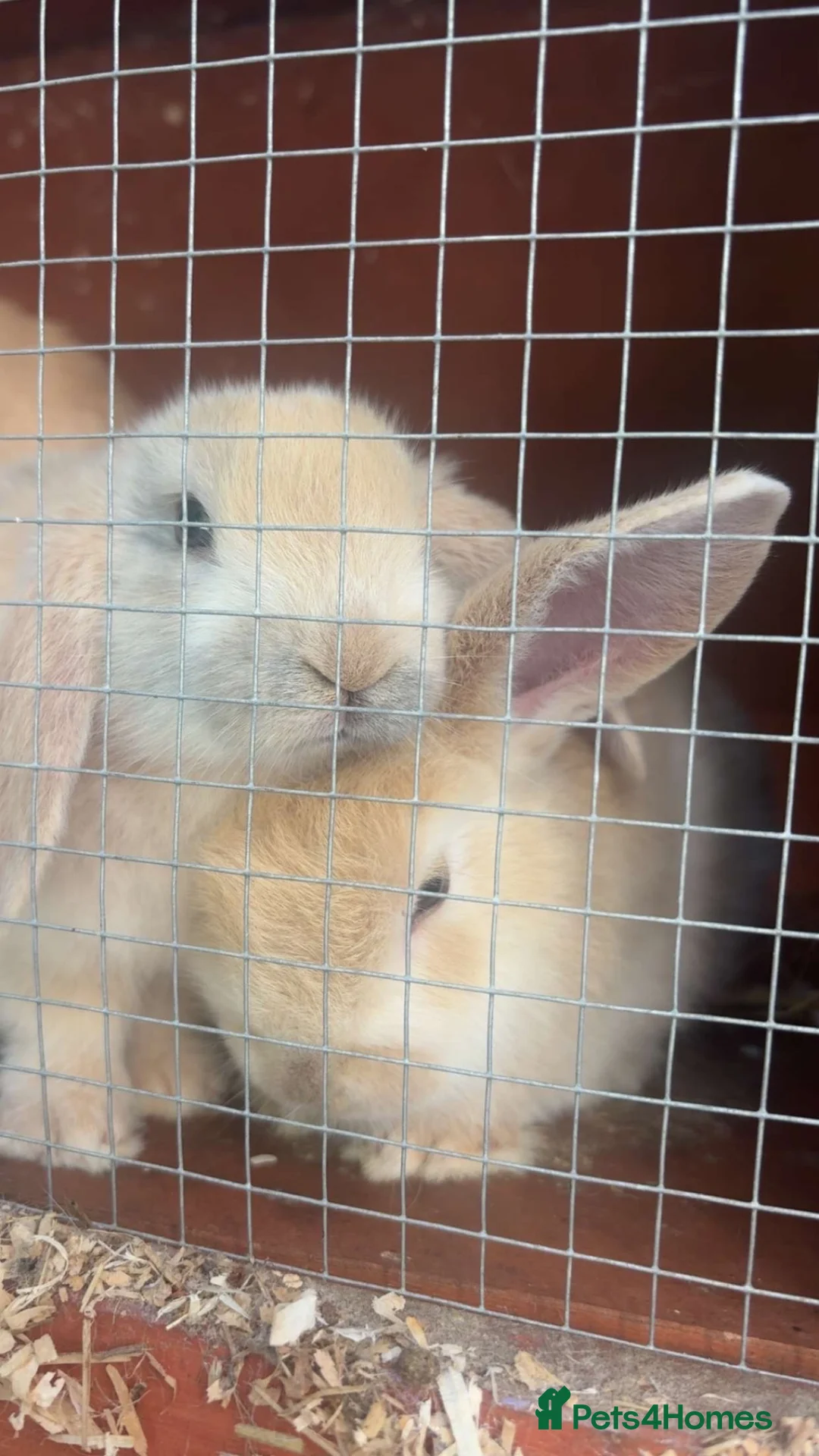 English Lop rabbits for sale: Baby rabbit for sale  - Advert 2