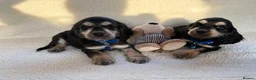 Cocker Spaniel dogs for adoption: showtime cocker spaniel puppies in Ipswich - Advert 10