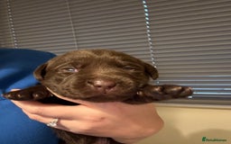 Labrador Retriever dogs for sale: Beautiful KC REG Fully health tested Labradors  - Image 12
