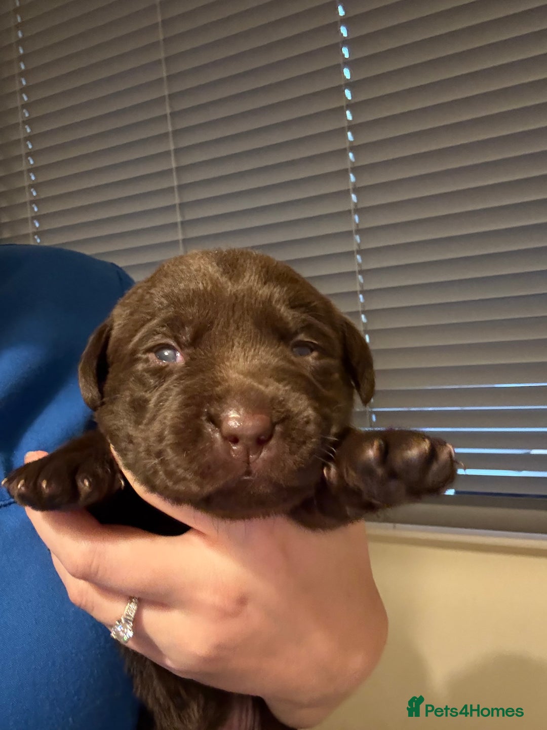 Labrador Retriever dogs for sale: Beautiful KC REG Fully health tested Labradors  - Image 12
