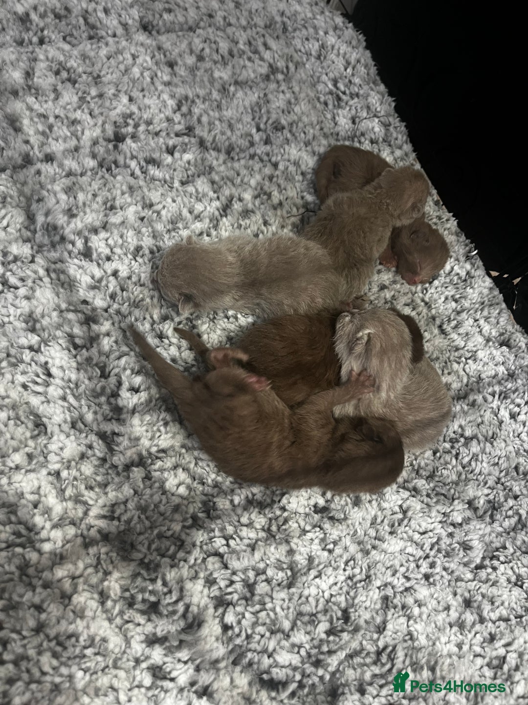 British Shorthair cats for sale: 🏆cinnamon & lilac british shorthair babies 🏆 - Advert 3