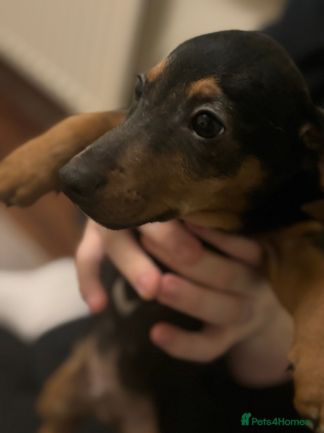 Mixed Breed dogs for sale: Beautiful Dachshund X Jack Russel Male - Advert 3