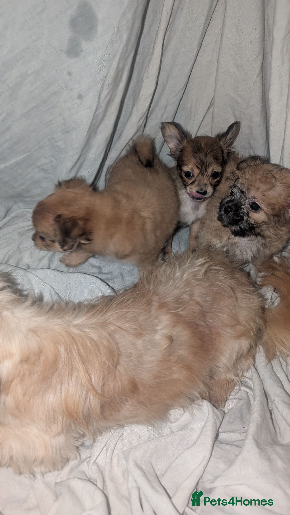 Mixed Breed dogs Chihuahua x shih Tzu - Advert 8