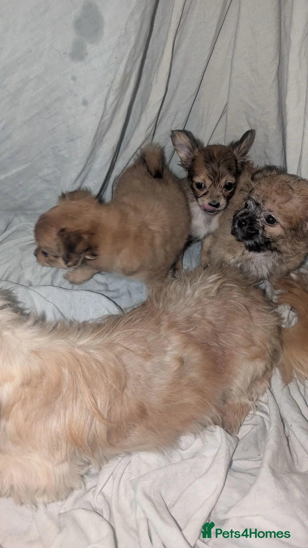 Mixed Breed dogs for sale: Chihuahua x shih Tzu - Advert 1