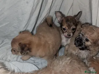 Mixed Breed dogs Chihuahua x shih Tzu - Advert 2
