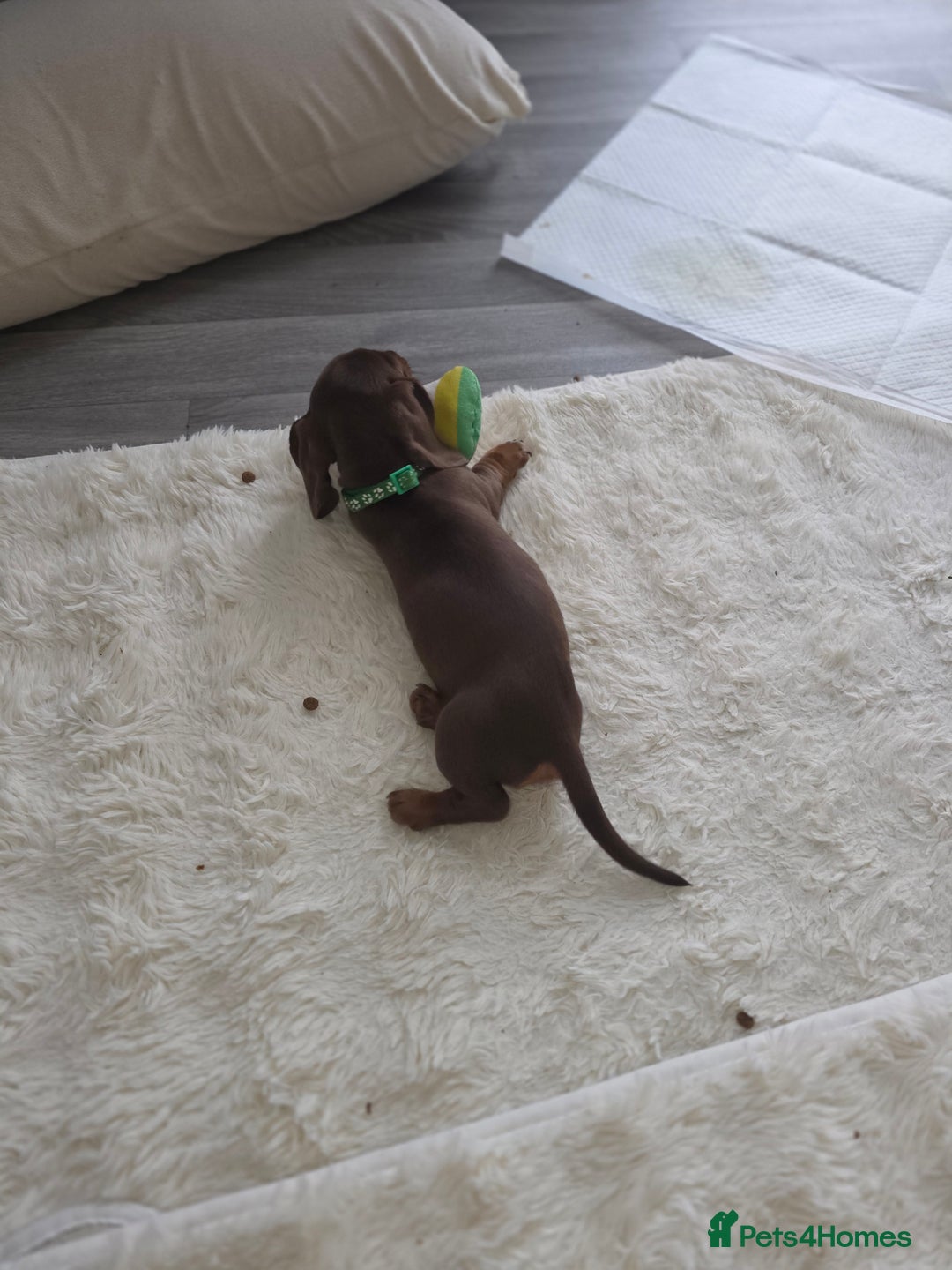 Miniature Dachshund dogs for sale: Miniature dachshund boy available  - Image 19