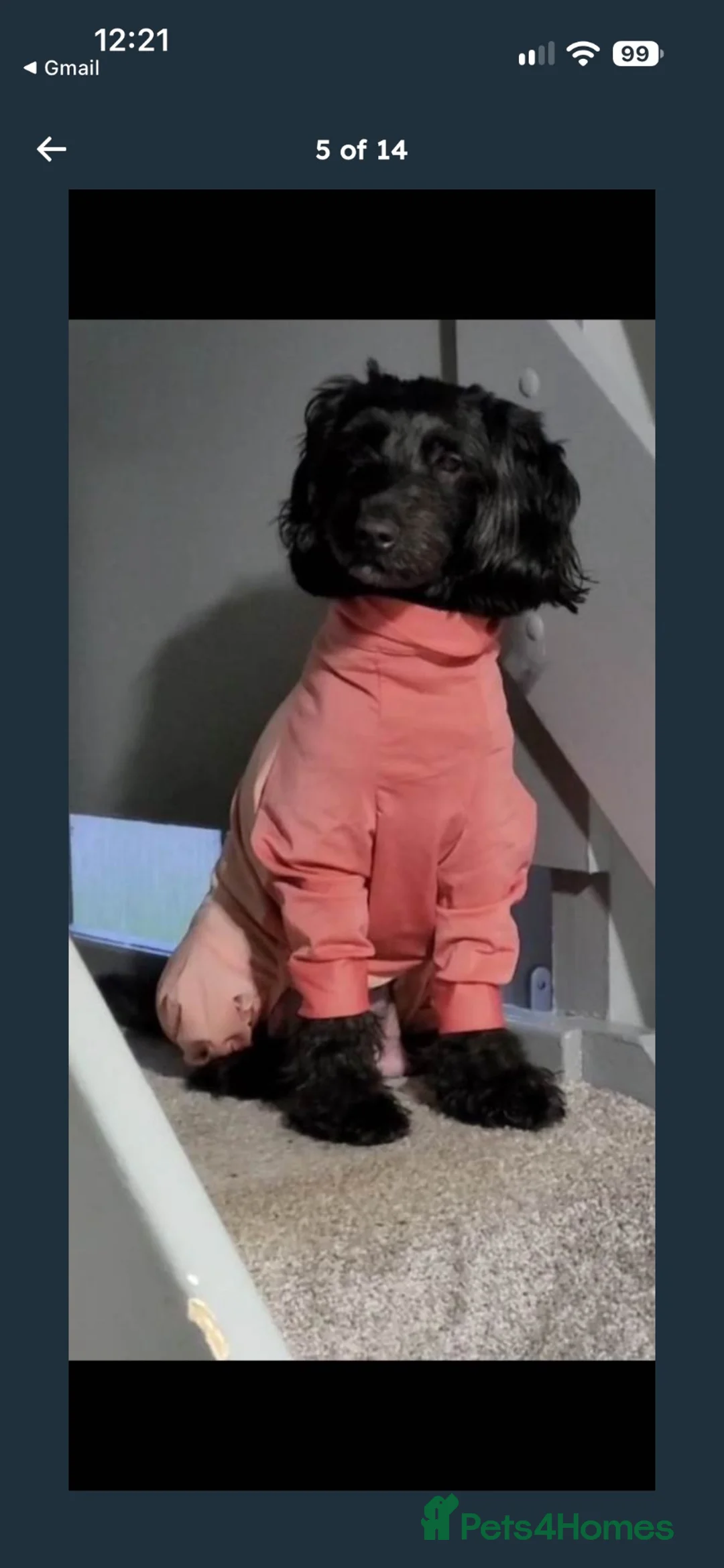 Sproodle dogs for sale: Toy Sproodle Puppies  - Advert 13