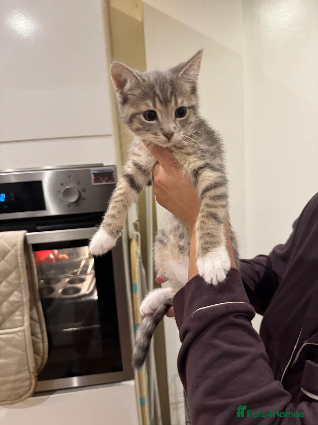 Mixed Breed cats for sale: Beautiful Kittens Ready for Their Forever Homes - Advert 2