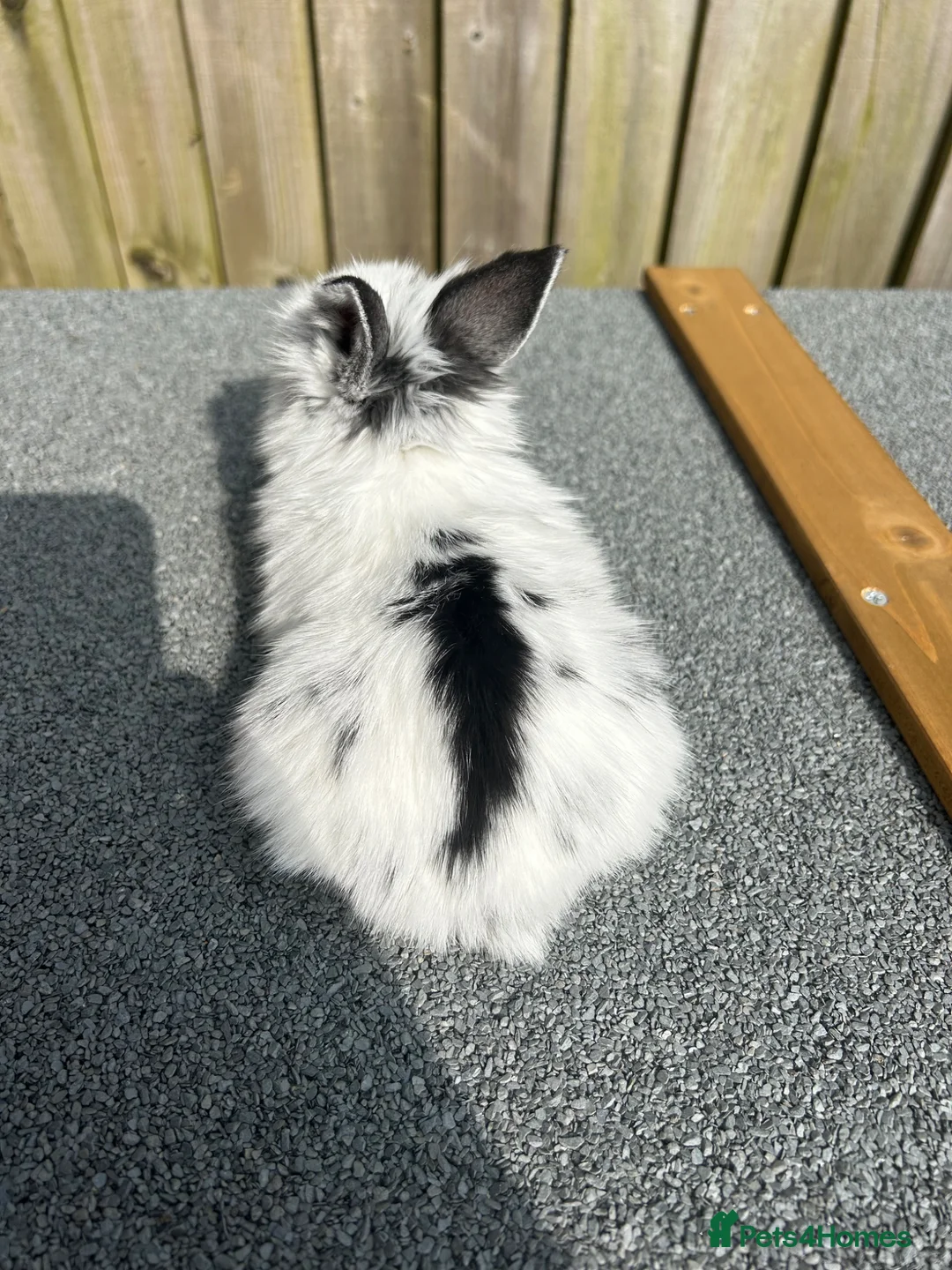 Mini Lion Lop rabbits for sale: 1x girl Mini lion lops bunnies  - Advert 9