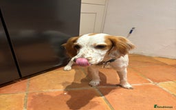 Cocker Spaniel dogs for sale: Very sad rehoming of our spaniel puppy - Image 1