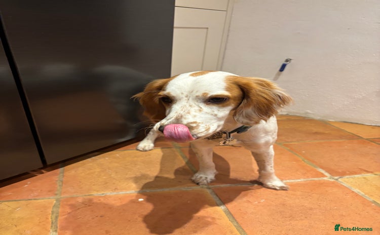 Cocker Spaniel dogs - Advert 15