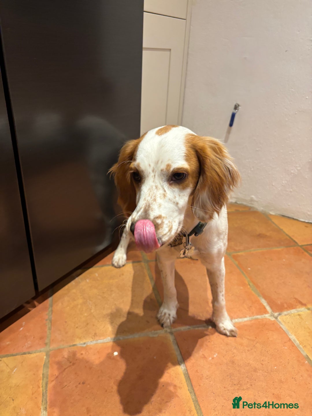 Cocker Spaniel dogs for sale: Very sad rehoming of our spaniel puppy - Image 1