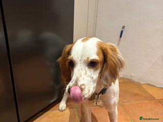 Cocker Spaniel dogs for sale - Advert 1