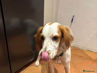 Cocker Spaniel dogs Very sad rehoming of our spaniel puppy - Advert 9