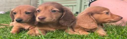 Miniature Dachshund dogs for sale: Red long hair miniature daschund puppies - Advert 4