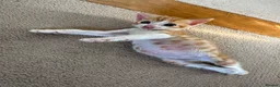 Mixed Breed cats for sale: Litter of 5 kittens  in Eye - Advert 6