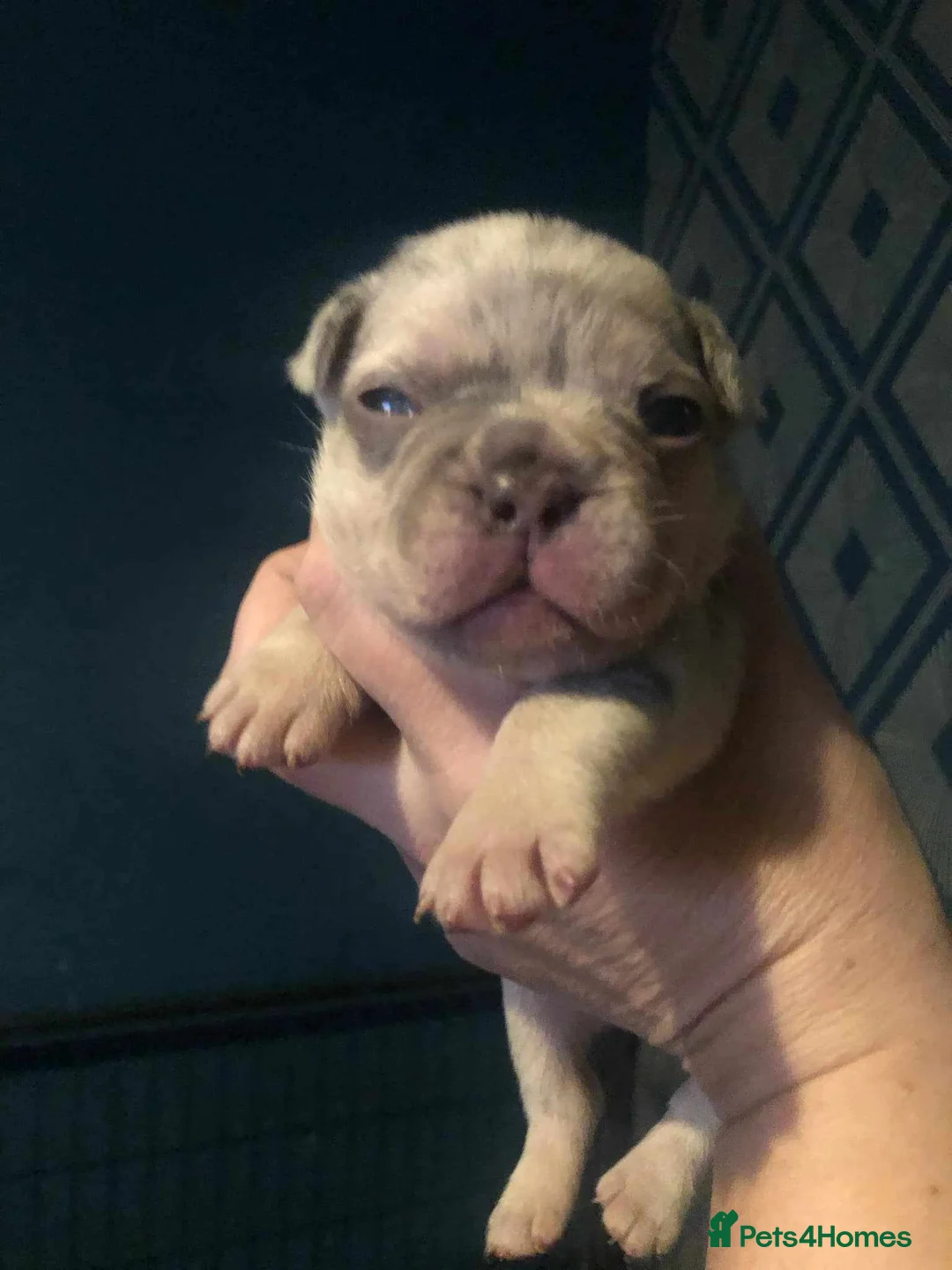 French Bulldog dogs for stud: Lilac platinum french bulldog stud in Portsmouth - Advert 12