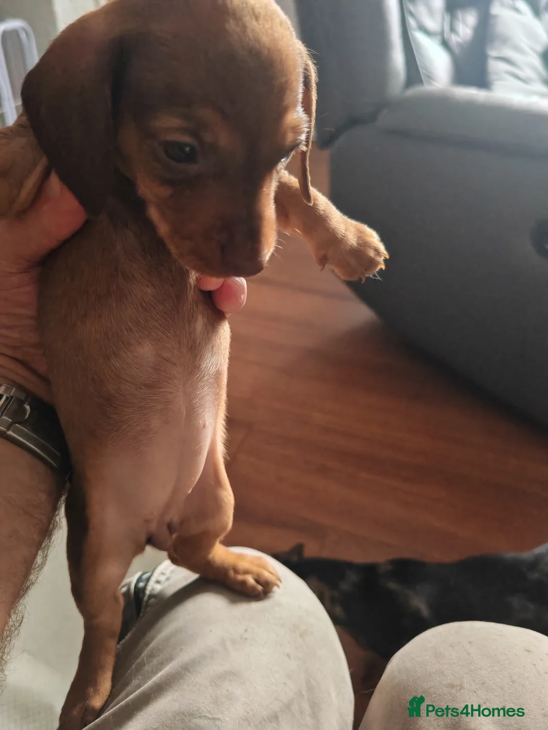 Dachshund dogs for sale: mini dash  - Advert 3