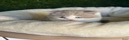 British Shorthair cats for sale: Health tested parents gccf reg lilac & white males - Advert 3