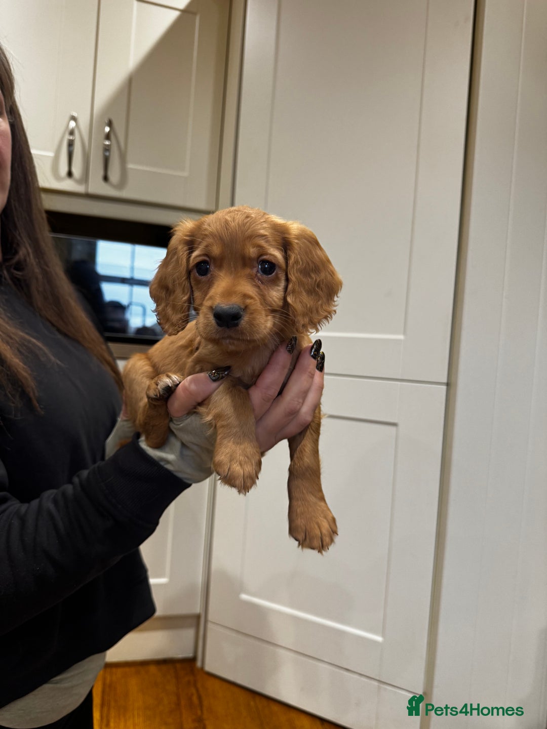 Cocker Spaniel dogs for sale: Beautiful Dark Red KC Registered Cocker Pups - Advert 23