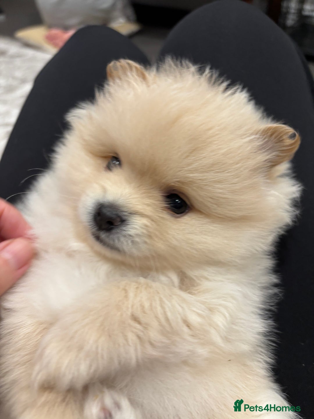 Pomeranian dogs for sale:  Pomeranians pups ready to go on 31st dec  - Advert 25