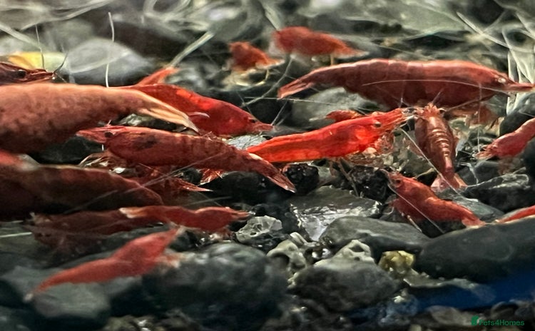 Shrimps fish - Advert 1
